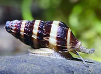 Rovsnegl (Anentome helena)